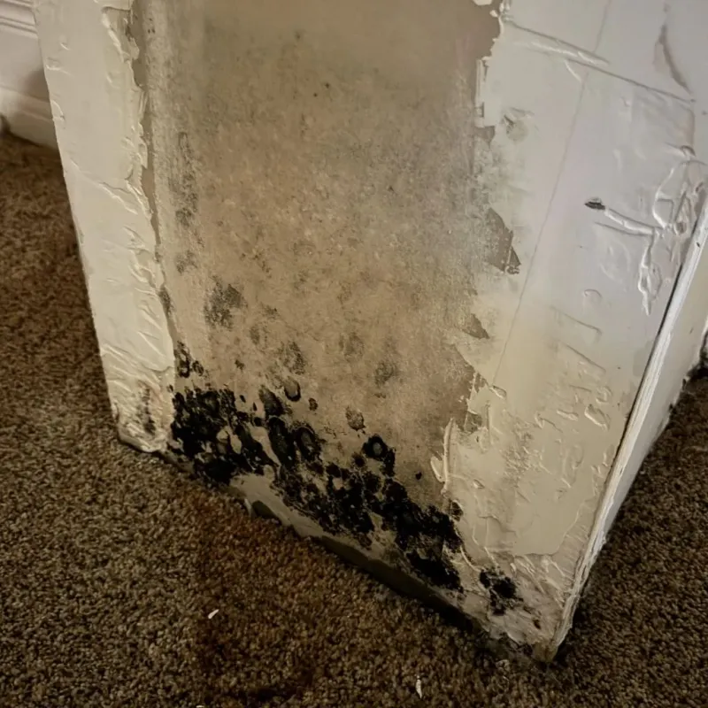 Professional Mold Removal in Clay Center, NE